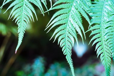 Taze yeşil eğreltiotu yapraklı arka plan.