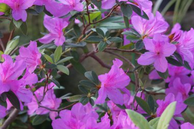 Rododendronlar botanik bahçesinde gün ışığında çiçek açarlar..