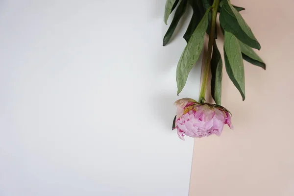 Pembe ve beyaz arka planda güzel pembe şakayık çiçeği.