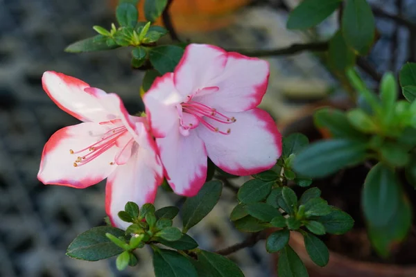 Rododendronlar Botanik Bahçesinde Gün Işığında Çiçek Açarlar — Stok fotoğraf