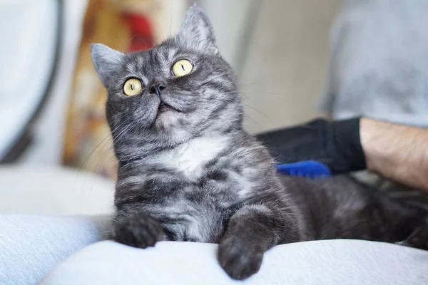 Homem Aliciando Gato Com Luvas Especiais Cuidados Com Animais — Fotografia de Stock