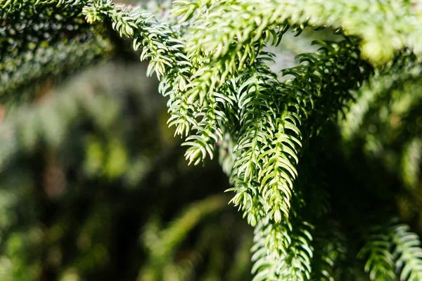 Beautiful Christmas Background Cedar Thuja Needles — Stock Photo, Image