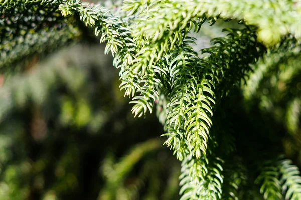 Bello Sfondo Natalizio Con Aghi Thuja Cedro — Foto Stock