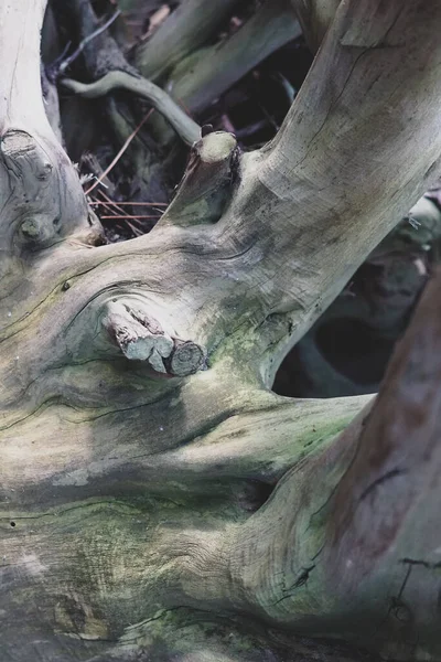 Primo Piano Del Tronco Albero Strutturato Con Nodi — Foto Stock