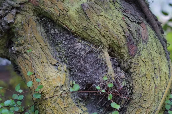 Primer Plano Del Tronco Árbol Texturizado Con Nudos — Foto de Stock