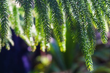 Sedir iğneli güzel bir Noel arkaplanı..
