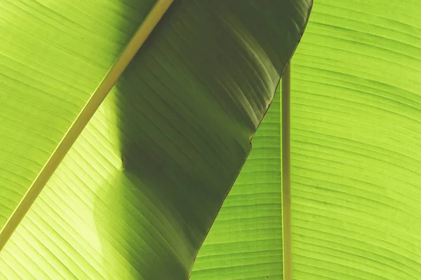 Piękny Zielony Banan Pozostawia Tło Koncepcja Ekologiczna — Zdjęcie stockowe