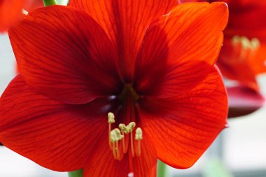 Çok güzel bir hippi kırmızı kadife çiçeği. Kraliyet Kadifesi.