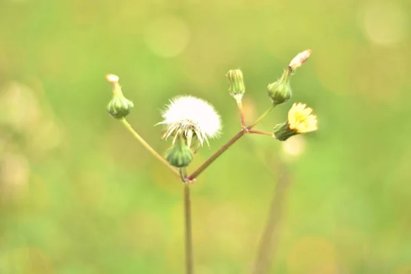 Yeşil arka planda karahindiba