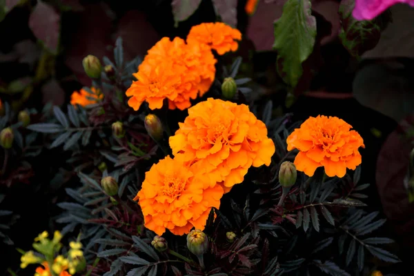 farklı renklerde güzel bahçe çiçekleri