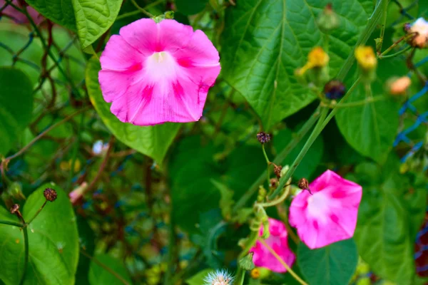 異なる色の美しい庭の花 — ストック写真
