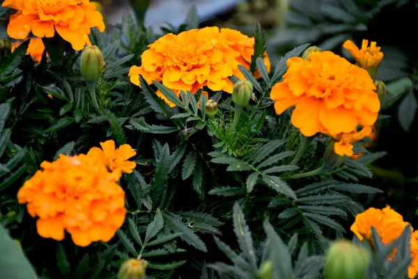 farklı renklerde güzel bahçe çiçekleri