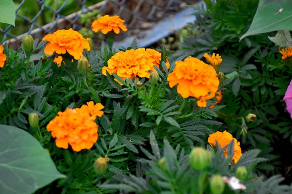 farklı renklerde güzel bahçe çiçekleri