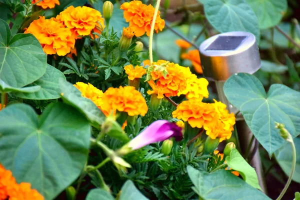 farklı renklerde güzel bahçe çiçekleri