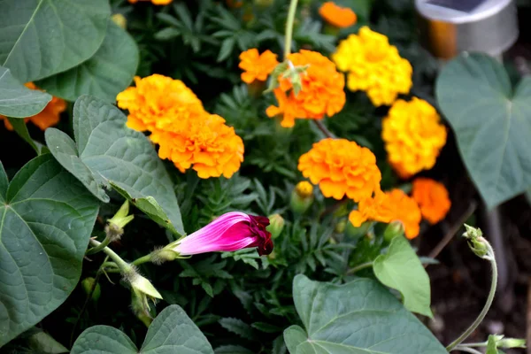 farklı renklerde güzel bahçe çiçekleri