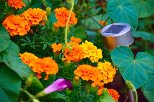 farklı renklerde güzel bahçe çiçekleri