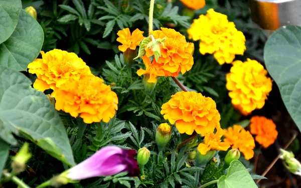 farklı renklerde güzel bahçe çiçekleri