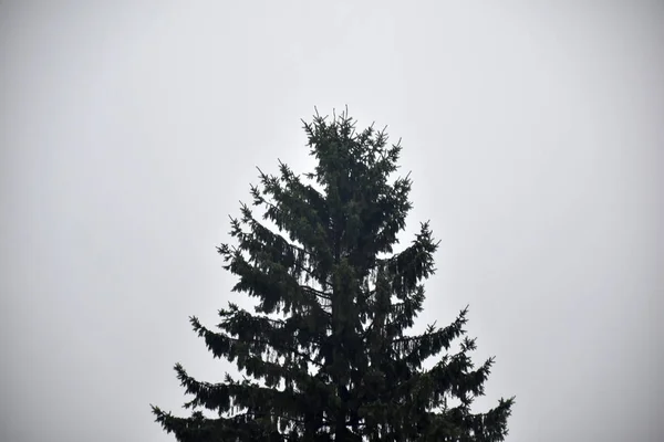 Sparren Boom Tegen Een Bewolkte Hemel — Stockfoto