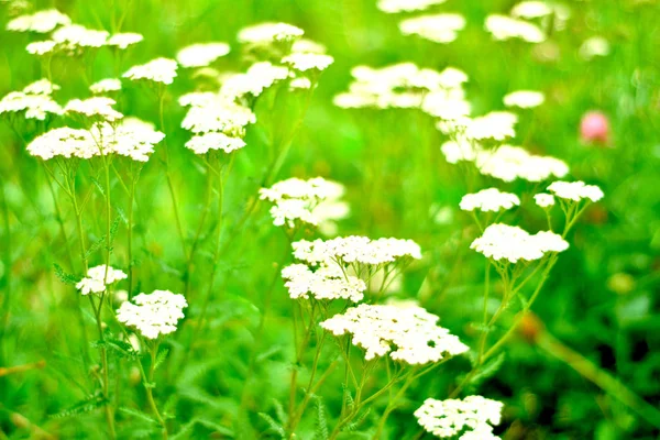 yaz tarlası. Yeşil alana sahip arka plan