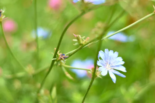 yaz tarlası. Yeşil alana sahip arka plan