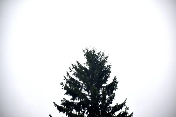 bulutlu bir gökyüzüne karşı ladin ağacı