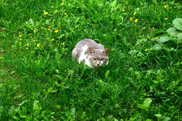 benekli kedi bir çim üzerinde yatıyor