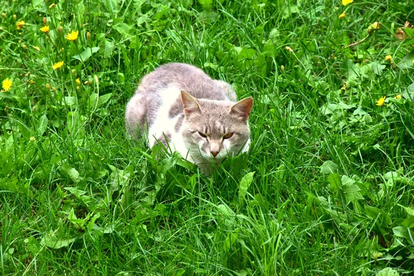 benekli kedi bir çim üzerinde yatıyor