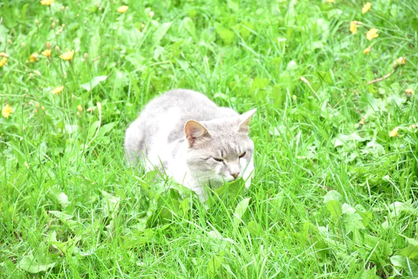 Gefleckte Katze Liegt Auf Dem Rasen — Stockfoto