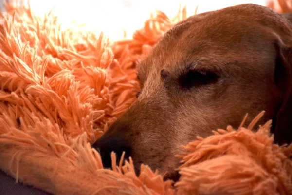 turuncu dachshund yalan ve dinlenir