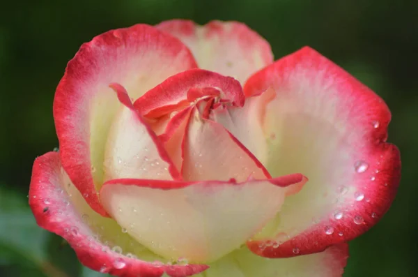 Κόκκινο Και Λευκό Τριαντάφυλλο Σταγόνες Βροχής — Φωτογραφία Αρχείου