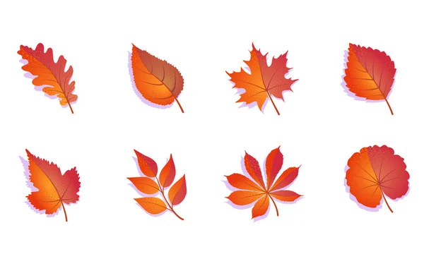 Autumn leaves set colorful. Isolated on white background. Simple cartoon flat leaves. Vector illustration. — Stock Vector