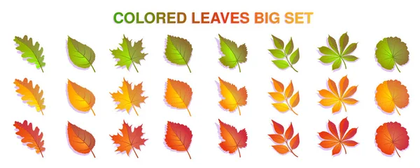 Autumn leaves set colorful. Isolated on white background. Simple cartoon flat style. Vector illustration. — Stock Vector