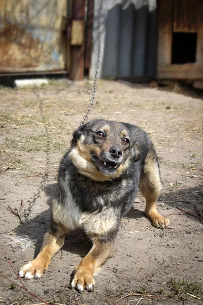 Hund an einer Kette in Bewegung. Mischling schützt das Haus und bellt. vertikales Foto über Tierheim, Tierrechte. — Stockfoto