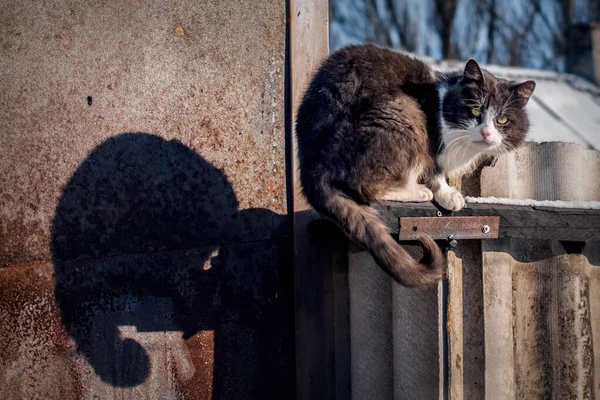 Macska árnyékkal, mint egy kaméleon. Téli portré a sárga szemű háziállatról. Álcázás kerítéssel. — Stock Fotó