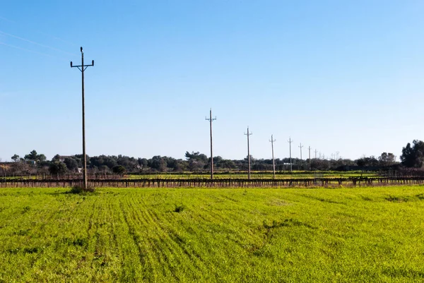 ELECTRICITY POSTS IN A GREEN MEADOW