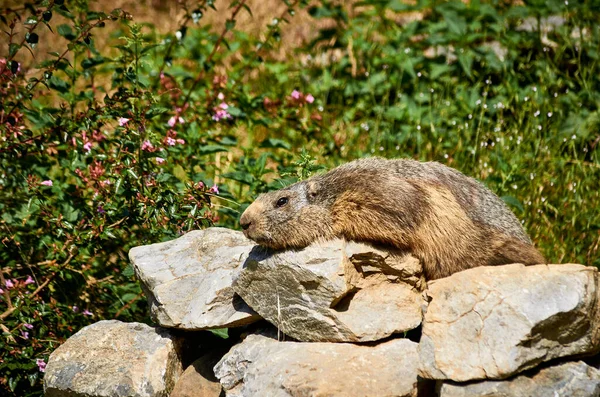 Marmot Resting Somarmot Resting Some Rocksme Rocks — Stock Photo, Image