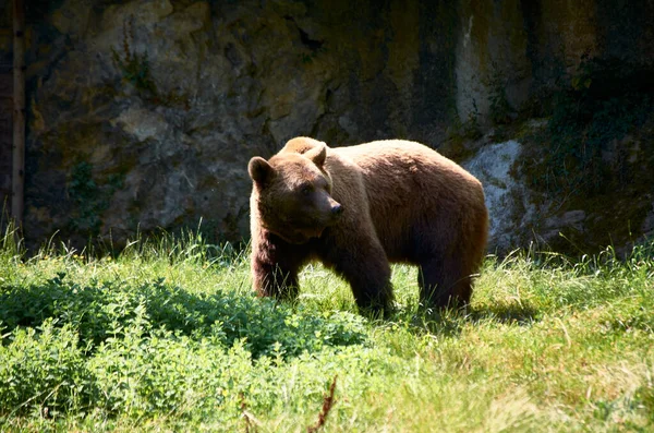 Коричневий Ведмідь Ходить Лузі — стокове фото