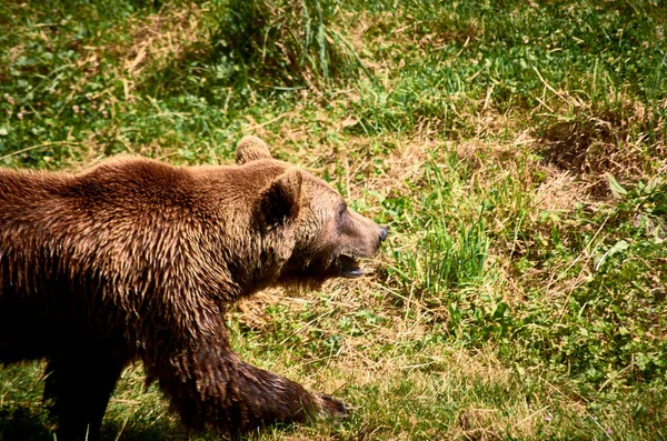 茶色のクマが牧草地を歩き — ストック写真