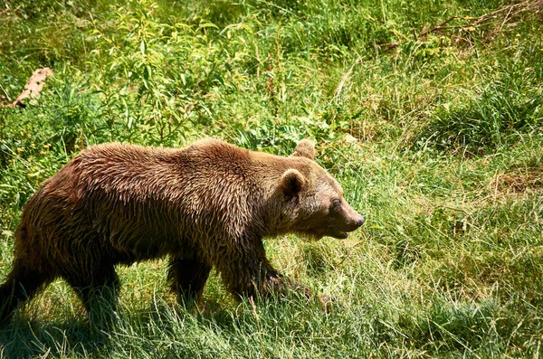 Medvěd Hnědý Kráčí Louce — Stock fotografie