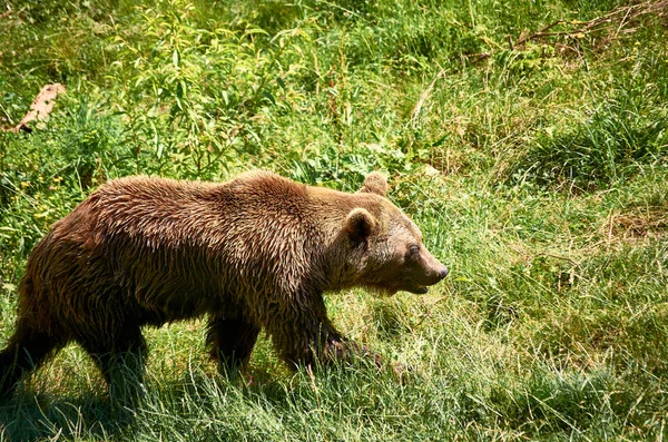 Bruine Beer Loopt Het Weitje — Stockfoto