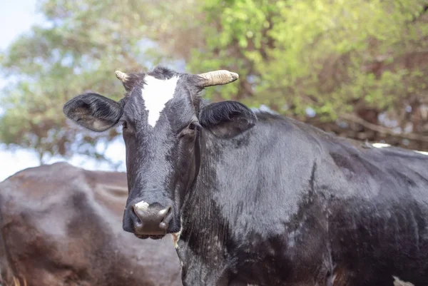 Cow Rural Farm — Stockfoto