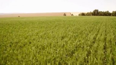 Buğday ekimi üzerinde düşük uçuş.