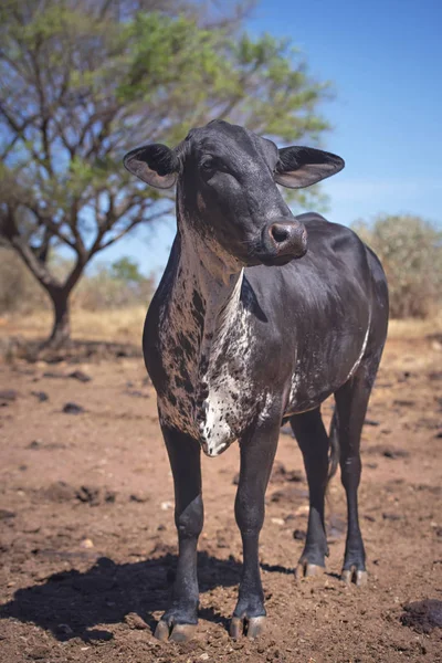 Vit och svart ko — Stockfoto