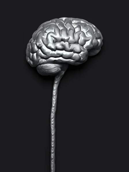 Merkezi Sinir Sistemi Kesme Yolu Dahil Olmak Üzere Beyin Omurilik — Stok fotoğraf