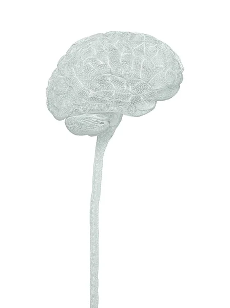 中枢神経系だ クリッピングパスと脳と脊髄が含まれています 概念的な脳3Dイラスト — ストック写真