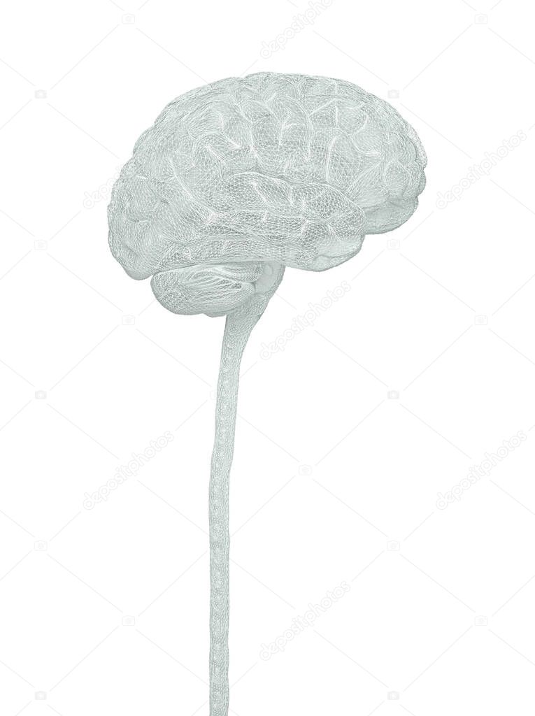 Central nervous system. Brain and spinal cord with clipping path included. Conceptual brain 3D illustration.