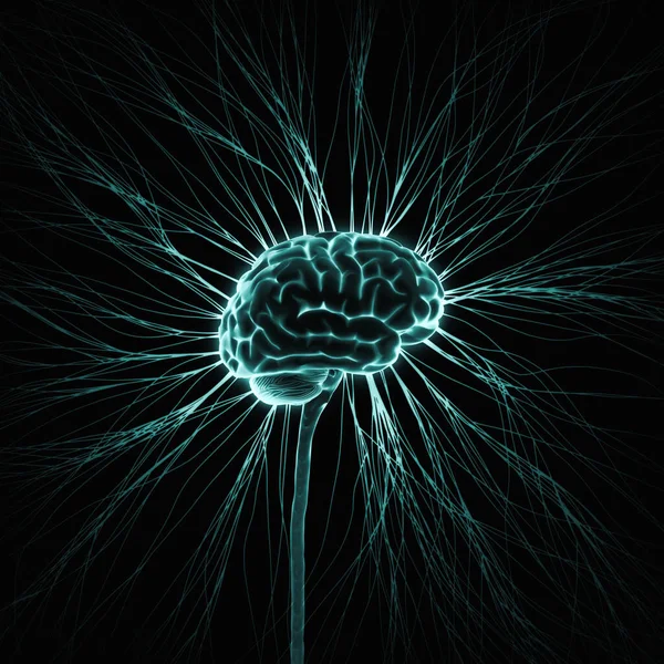 Sistema Nervioso Central Cerebro Médula Espinal Con Rama Saliendo Ilustración — Foto de Stock