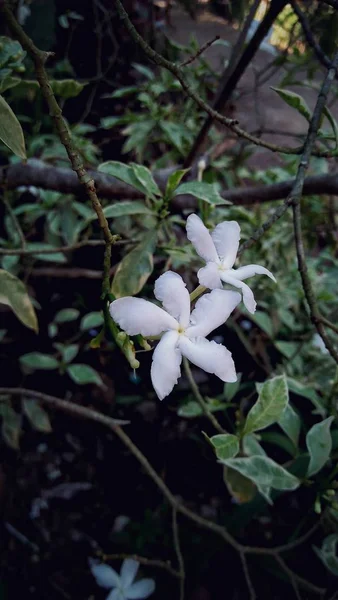 漂亮的小白花 — 图库照片