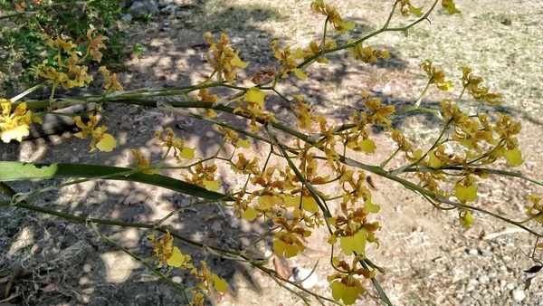 Indah Bunga Anggrek Kuning — Stok Foto