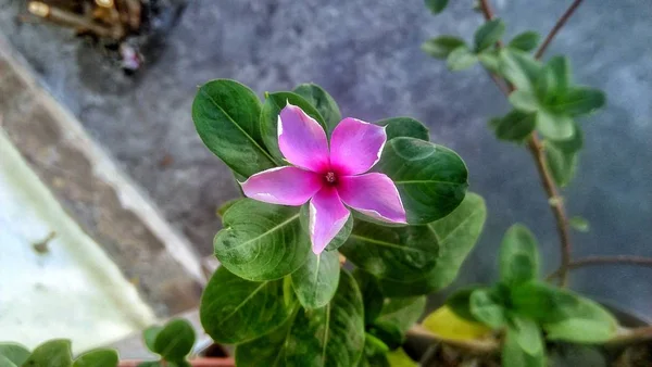 Pequenas Flores Cor Rosa — Fotografia de Stock